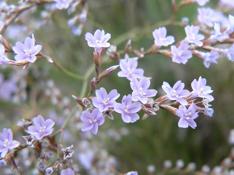 Limonium bocconei